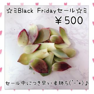 ブラックフライデーsale!!￥500❤️多肉植物葉挿し(その他)