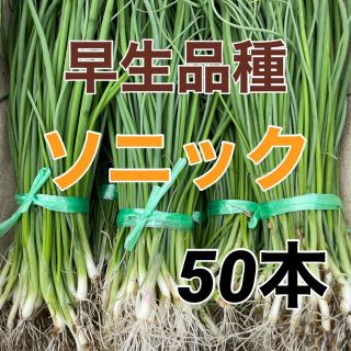 早生玉葱苗‼️引いたその日に発送します❗️(野菜)