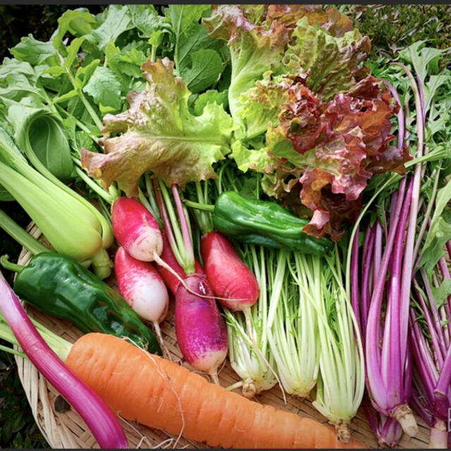 野菜　採れたて無農薬 食品/飲料/酒の食品(野菜)の商品写真