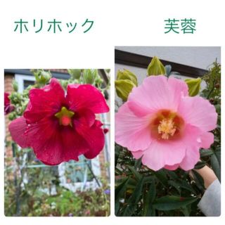 ホリホックと芙蓉　種(その他)