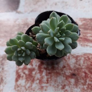 【多肉植物】クリッシーnライアンと樹氷のセット　2号ポット　抜き苗　(その他)