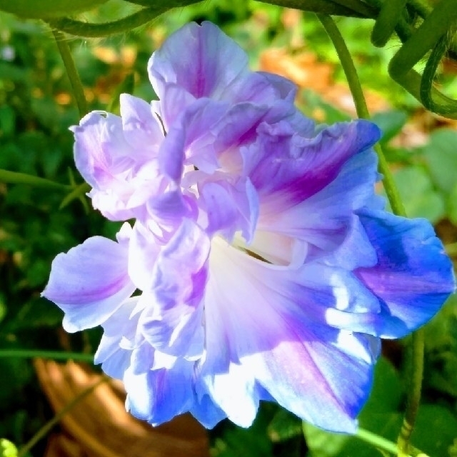 10粒　水色の珍しいアサガオの種　八重咲き　丸咲き ハンドメイドのフラワー/ガーデン(その他)の商品写真