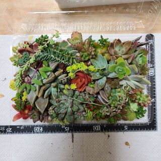 多肉植物 たっぷりモリモリ💪Lサイズ(その他)