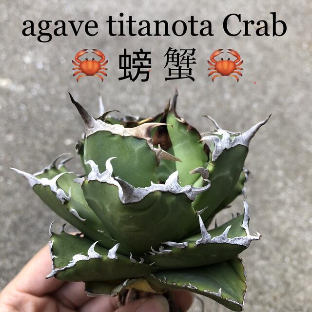 在庫有即出荷 agave titanota crab 螃蟹 の 直営 アウトレット 店 -littleshopp.com