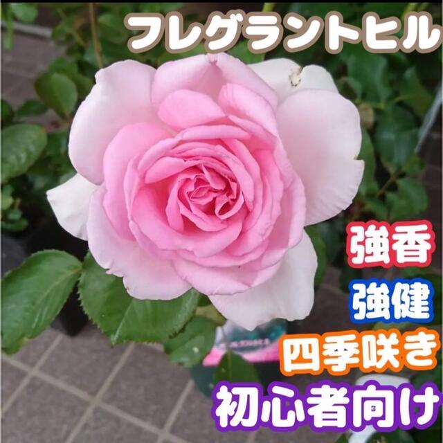 香り薔薇 強香 苗 フレグラントヒル ハンドメイドのフラワー/ガーデン(その他)の商品写真