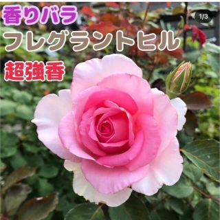 香り薔薇 強香 苗 フレグラントヒル(その他)