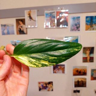 黄斑入りモンステラ　スタンドレイアナ　カット苗(その他)