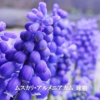 今が植え付け時　ムスカリ・アルメニアカム　球根　25球(その他)
