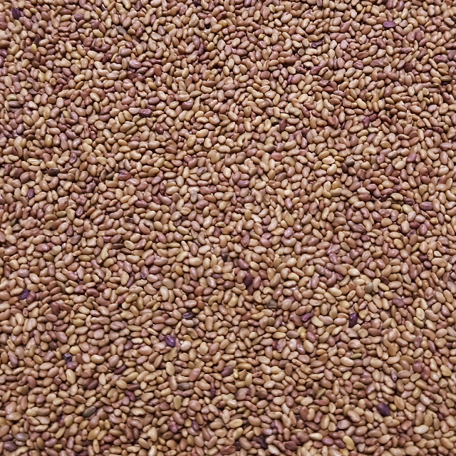 スプラウト種子 S-16 アルファルファ 10ml 約2,500粒 x 2袋 食品/飲料/酒の食品(野菜)の商品写真
