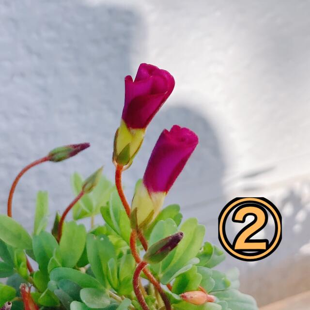 薔薇咲きオキザリス　2種類　オックスローズと、桃の輝き　各ポットで ハンドメイドのフラワー/ガーデン(プランター)の商品写真