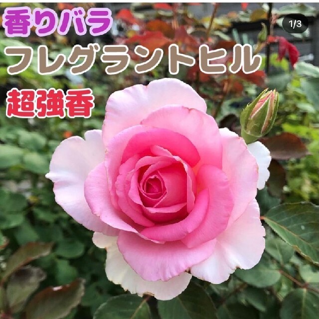 初売りセール 香り薔薇 強香 強健 四季咲き 薔薇苗 フレグラントヒ 挿し木苗 薔薇 高速配送 Old Lapidleaders Africa