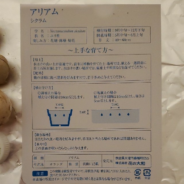 ここ様専用 アリアム シクラム 球根 大7球 の通販 by Tam.|ラクマ