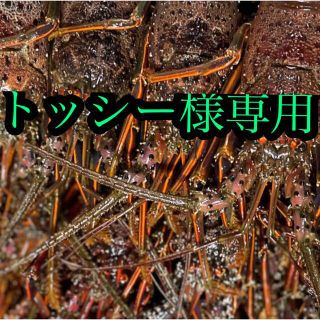 トッシー様専用 冷凍2kg5本 の通販 by えびまる|ラクマ