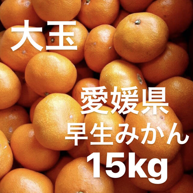 愛媛県 早生みかん 柑橘 15kg-me.com.kw