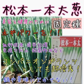 松本一本太葱 固定種 家庭菜園 種子 種 野菜の種 コンパニオンプランツ(野菜)