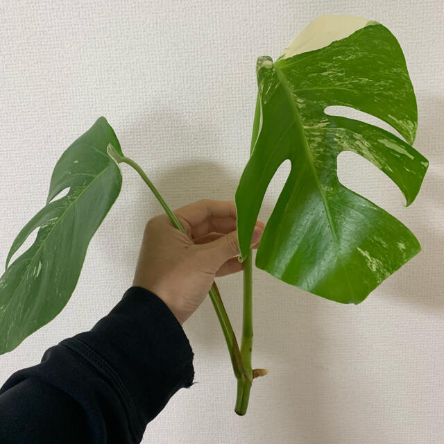 斑入りモンステラ 8-www.mwasaving.com