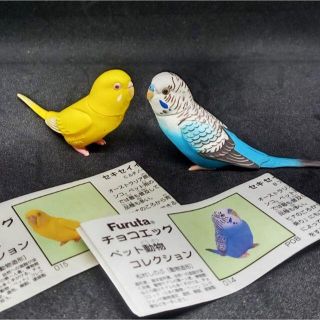 フルタセイカ(フルタ製菓)のチョコエッグ　ペット動物コレクション　セキセイインコ　２種類(その他)