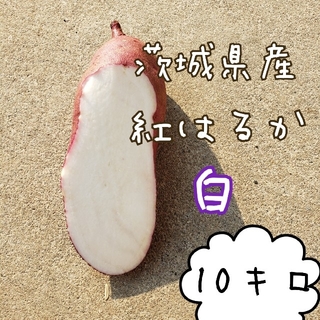 白　紅はるか　10キロ　茨城県産　さつま芋　サツマイモ(野菜)