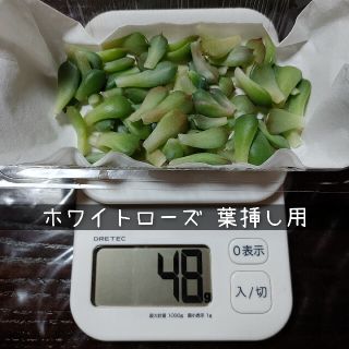 多肉植物 ホワイトローズ 葉挿し用 約70枚(その他)