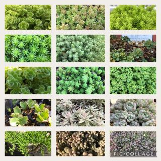 多肉植物★セダム100カット♪15種類★寄せ植えやグリーンカーペットに◎(その他)