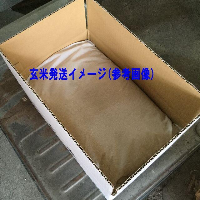 売り切り！令和2年産　栃木県産コシヒカリ　玄米20kg(精米可) 3
