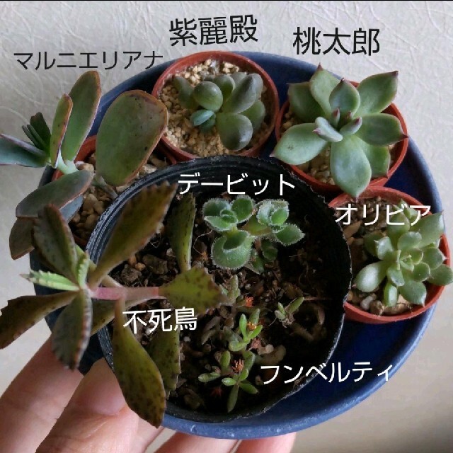 【多肉植物】オリビア　桃太郎　紫麗殿など ハンドメイドのフラワー/ガーデン(その他)の商品写真