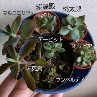 【多肉植物】オリビア　桃太郎　紫麗殿など(その他)