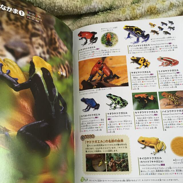 学研(ガッケン)の危険生物 エンタメ/ホビーの本(絵本/児童書)の商品写真