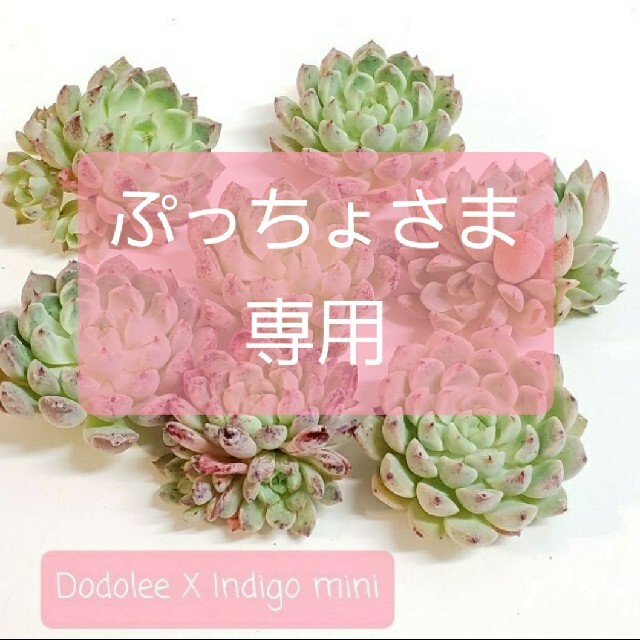 【ぷっちょさま専用】◆Dodolee X Indigo mini◆ ハンドメイドのフラワー/ガーデン(その他)の商品写真
