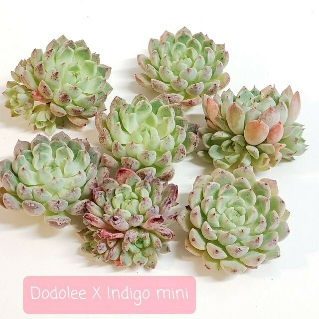 【ぷっちょさま専用】◆Dodolee X Indigo mini◆ ハンドメイドのフラワー/ガーデン(その他)の商品写真