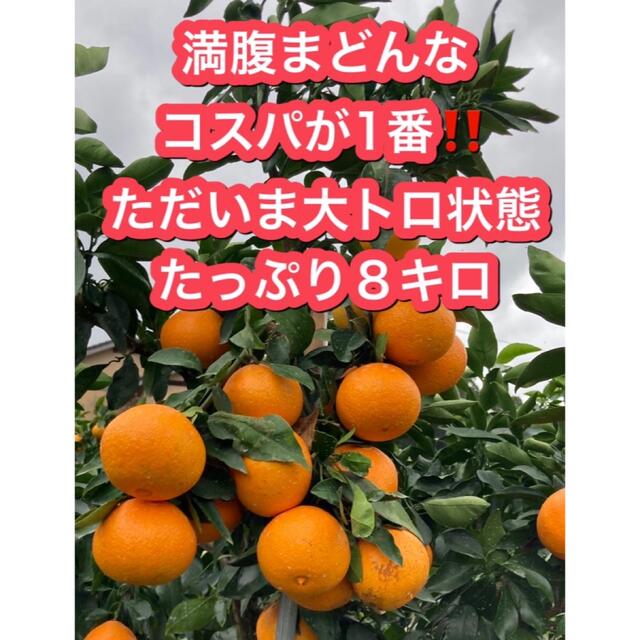 満腹まどんな 8キロ ×2箱 愛媛県宇和島産 食品/飲料/酒の食品(フルーツ)の商品写真