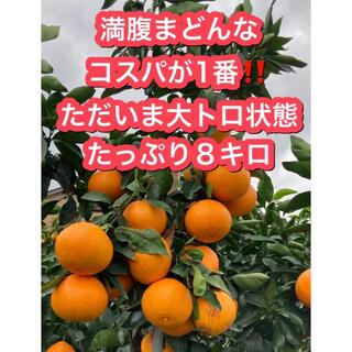 満腹まどんな 8キロ ×2箱 愛媛県宇和島産(フルーツ)