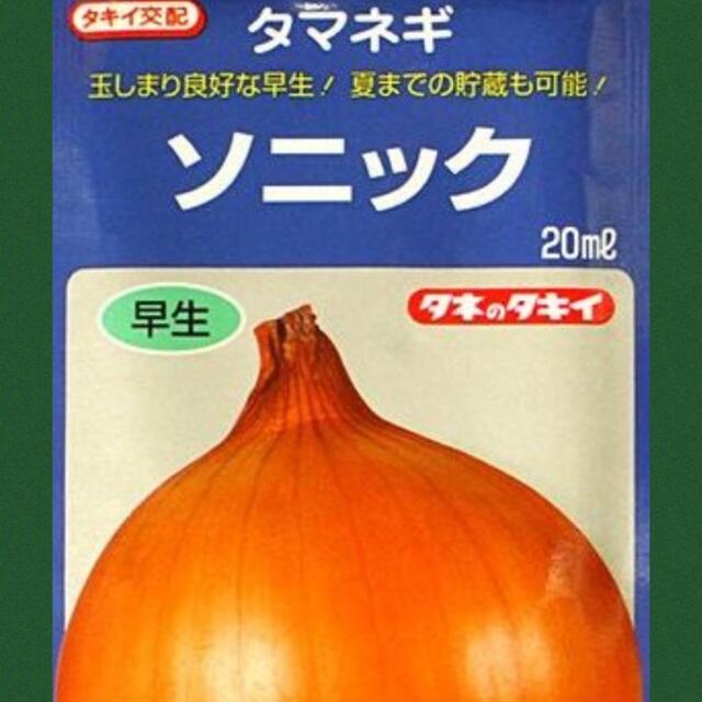 新鮮な苗をお届け‼️早生玉葱苗100本入 食品/飲料/酒の食品(野菜)の商品写真