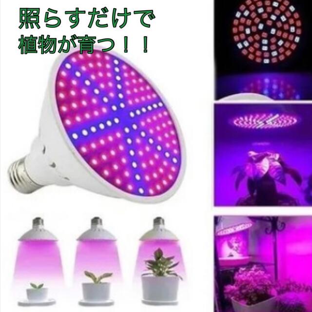 Ledライト 植物育成ライト 水耕栽培 観葉 植物 育成 植物育成 電球の通販 By ハラ S Shop ラクマ Ledライト 植物育成ライト 水耕栽培 観葉 植物 育成 植物育成 電球の通販 By ハラ S Shop ラクマ