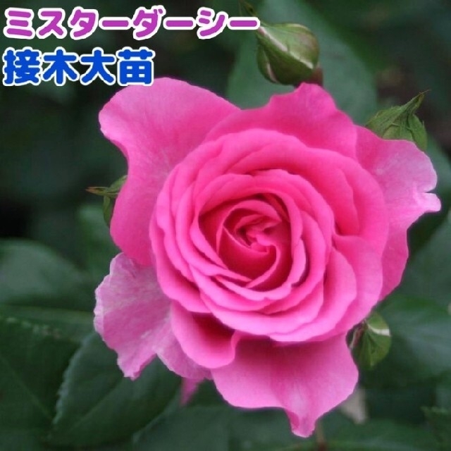 ミスターダーシー 大苗 接木 接木大苗 バラ バラ苗 薔薇 香り薔薇