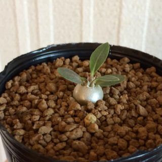 パキポディウム 恵比寿大黒 実生 ①(その他)