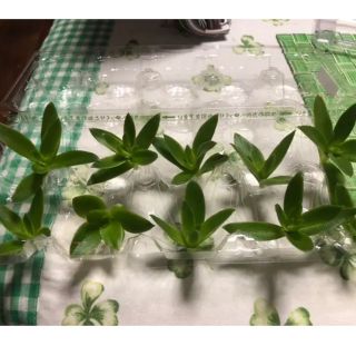 多肉植物  火祭り   10個(その他)