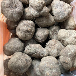 山の芋　やまじ丸　1kg〜　四国中央市(野菜)
