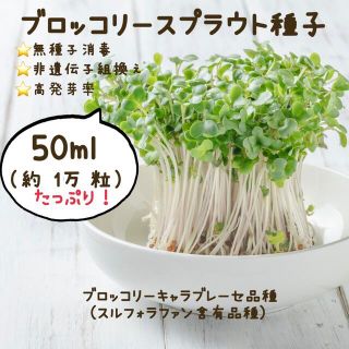 ブロッコリースプラウト種子 たっぷり50ml（約10,000粒）(野菜)