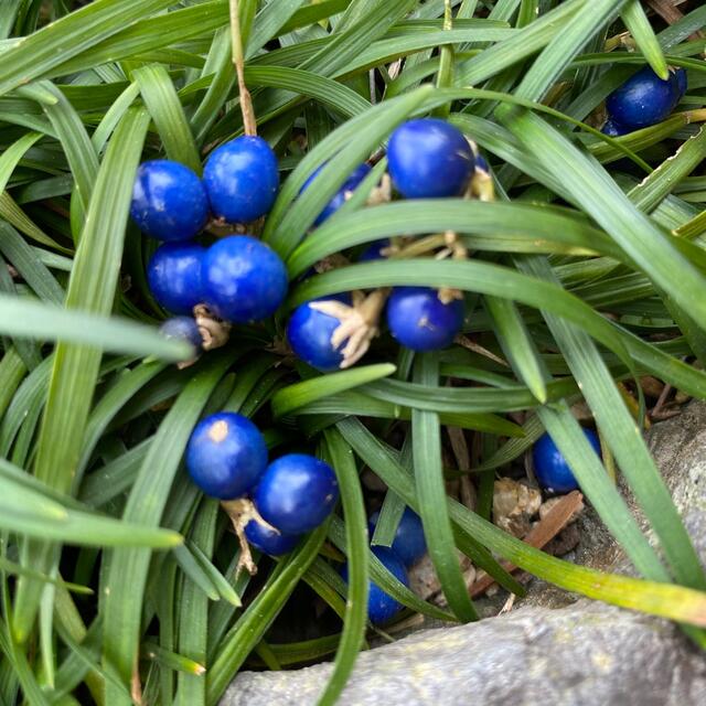 ☆増える❗立派な根の玉竜  竜の髭⛳️初心者向き☆少量で良い方に❣ ハンドメイドのフラワー/ガーデン(プランター)の商品写真