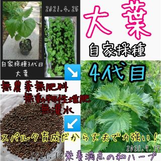 大葉 自家採種 4代目 野菜の種 ハーブの種 種子 種 固定種 有機種子 無農薬(野菜)