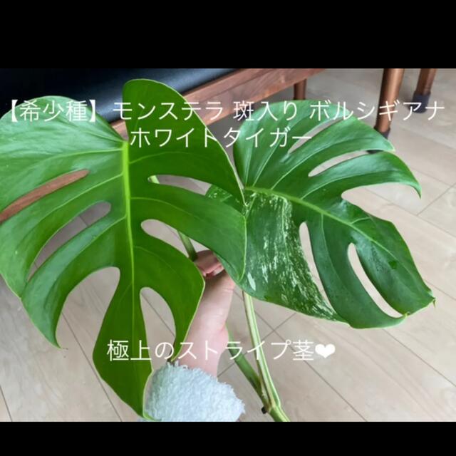 公式 カタログ 希少種 モンステラ 斑入り ボルシギアナ ホワイトタイガー 極上の茎 新芽付きの 人気買蔵 Www Civilittee Hu Com