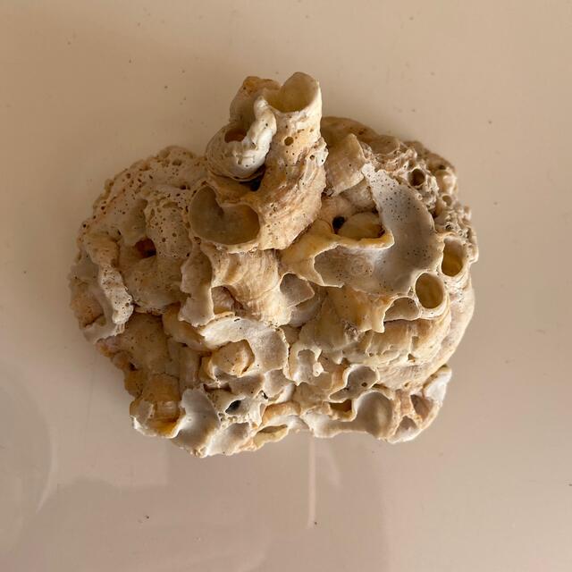 珊瑚？の塊(9cm×8cm×4cm)＋小さな貝殻とシーグラス ハンドメイドの素材/材料(各種パーツ)の商品写真