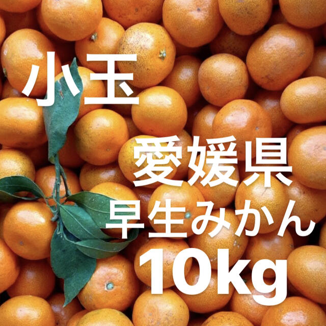愛媛県産　早生みかん　柑橘　10kg 食品/飲料/酒の食品(フルーツ)の商品写真