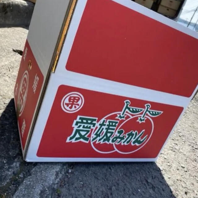 愛媛県産　早生みかん　柑橘　10kg 食品/飲料/酒の食品(フルーツ)の商品写真