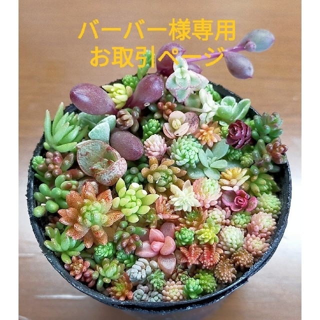 バーバー様専用　多肉植物　セダムなど盛り合わせ　6cmポットぎっしり　 ハンドメイドのフラワー/ガーデン(その他)の商品写真