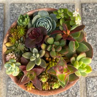 多肉植物 新香水 カット苗 ぷくぷく 可愛い♡ 紅葉 寄せ植え