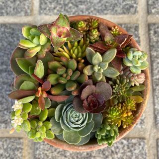 多肉植物 新香水 カット苗 ぷくぷく 可愛い♡ 紅葉 寄せ植え