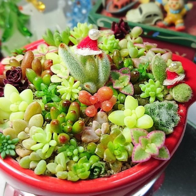 多肉植物（47）ちまちま寄せ植えにぴったり　カラフルなカット苗&抜き苗セット ハンドメイドのフラワー/ガーデン(その他)の商品写真