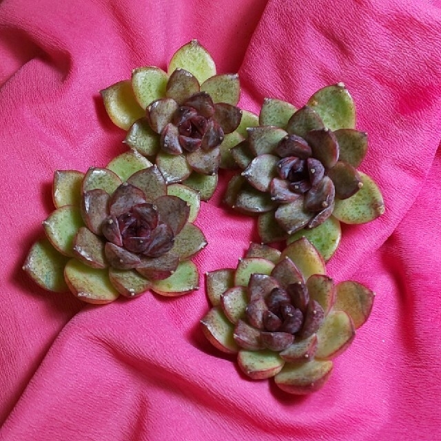 黒薔薇 ブラックローズ 多肉植物 エケベリアの通販 by sim's 黒薔薇 ブラックローズ 多肉植物 エケベリアの通販 by sim's